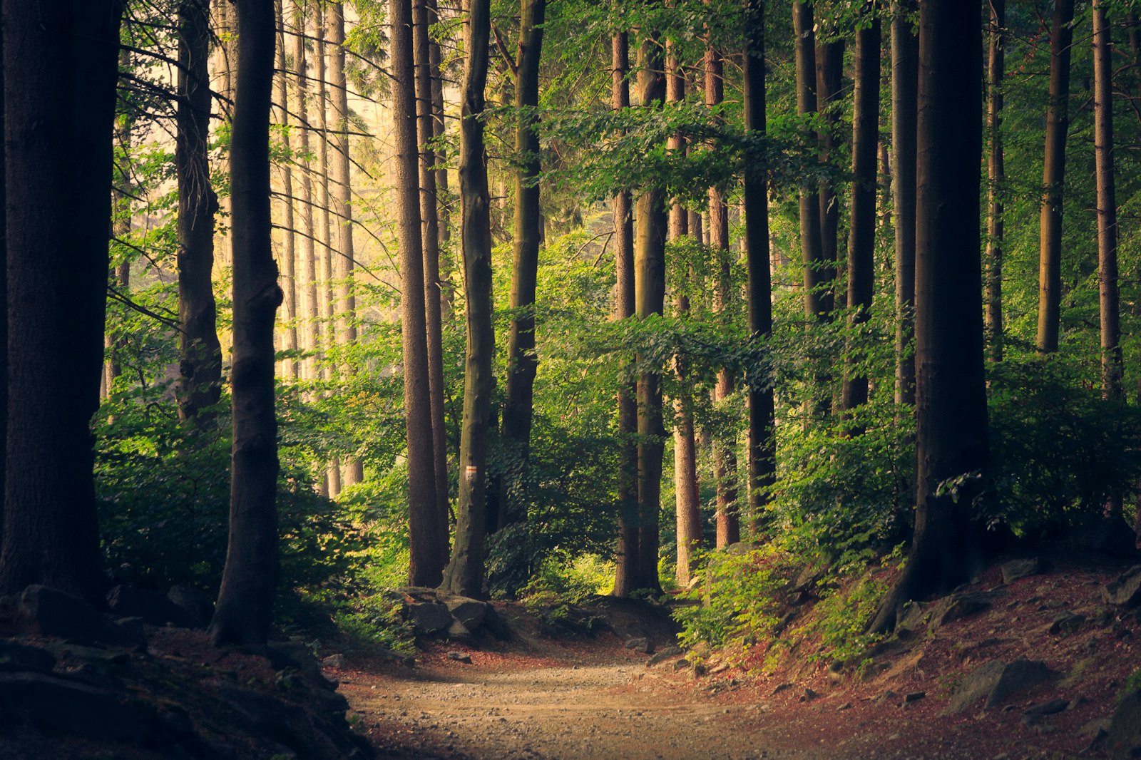 Light through tall trees
