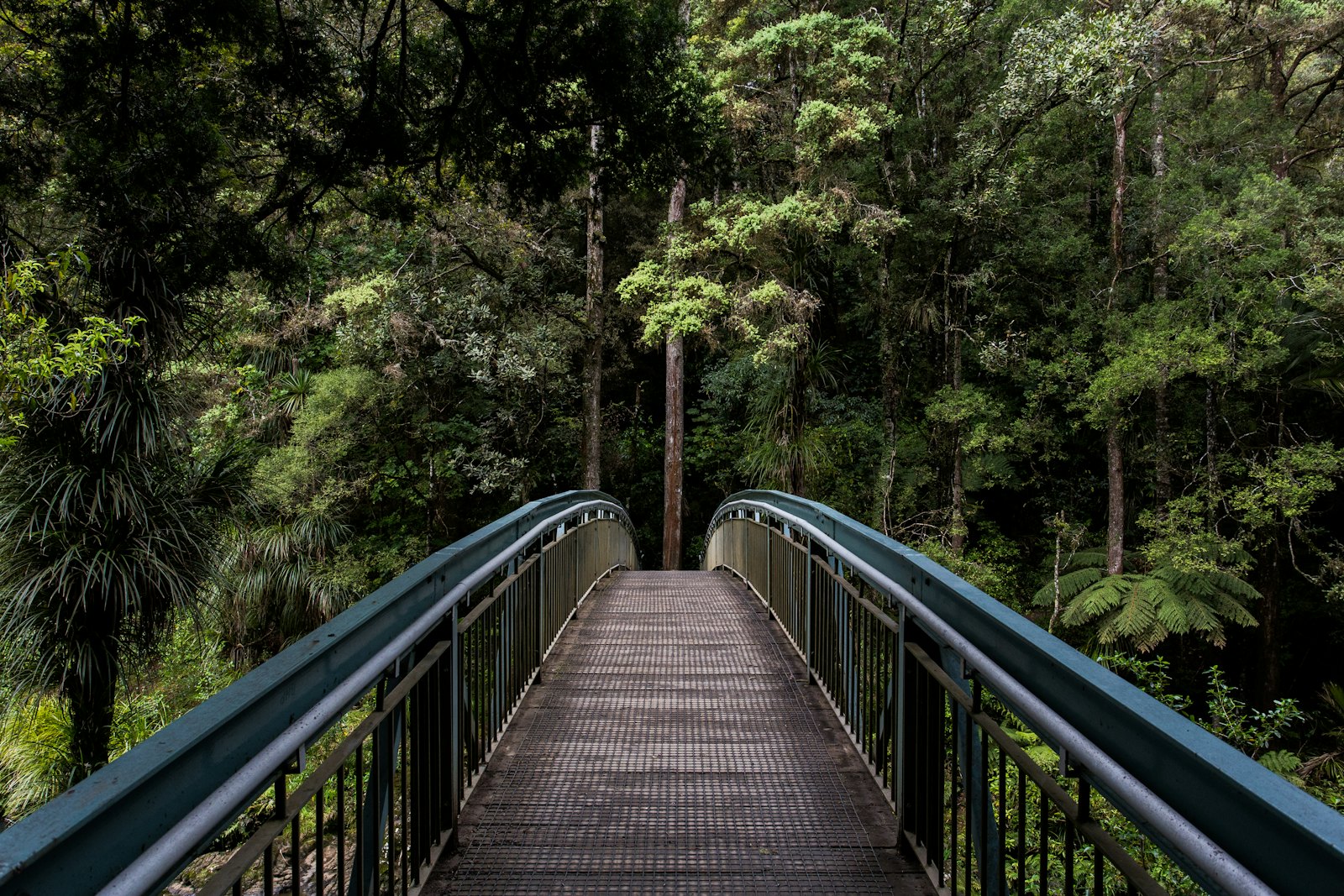 A footbridge through green trees